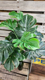 26" Large Split Leaf Philodendrone