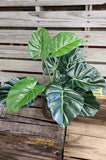 26" Large Leaf Artifical Elephant Ear Bush