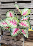 26" Large Leaf Caladium Bush