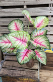 26" Large Leaf Caladium Bush