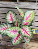 26" Large Leaf Caladium Bush