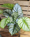 26" Large Calathea Bush