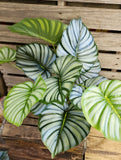 26" Large Calathea Bush