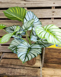 26" Large Calathea Bush