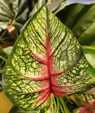 26" Large Leaf Caladium Bush