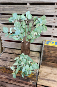 3 Bushes of Seeded Silk Eucalyptus Bushes