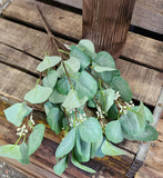 3 Bushes of Seeded Silk Eucalyptus Bushes