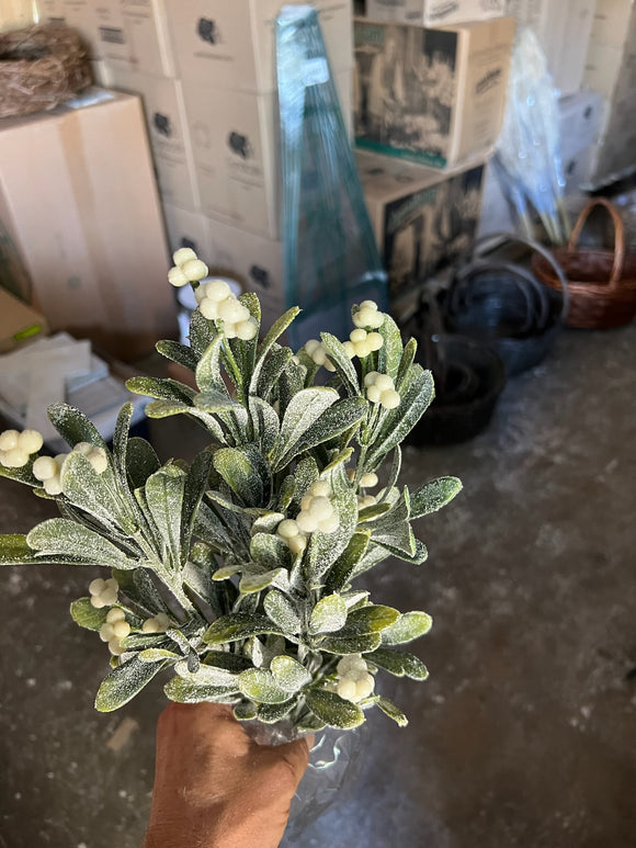 Iced mistletoe Bush