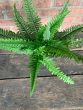 20" Boston Fern