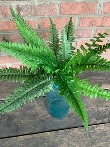 20" Boston Fern