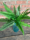 20" Boston Fern