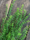 20" Plastic Dill Bush x9