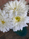 12" Gerbera Daisy Bouquet x6 - White