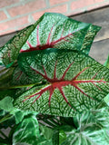 23" Caladium Hosta Mix Bush