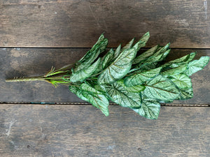 25" Caladium Bush x59