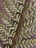 31" Plastic Flocked Fern Stem