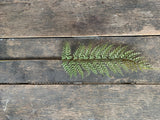 31" Plastic Flocked Fern Stem