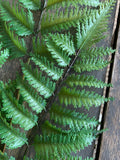 34" Plastic Fern Stem x3