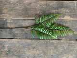 34" Plastic Fern Stem x3