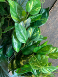 35" Waterproof Pothos Hanging Bush x121