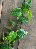 35" Waterproof Pothos Hanging Bush x121