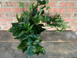 33" Waterproof English Ivy Hanging Bush x113