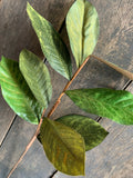 27" Magnolia Leaf Stem x8