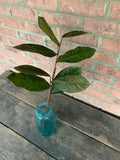 27" Magnolia Leaf Stem x8