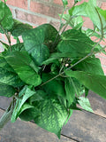 25" Potato Leaf Bush x168