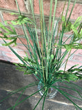 35" Queen Ann Twig Grass Bush - Cream