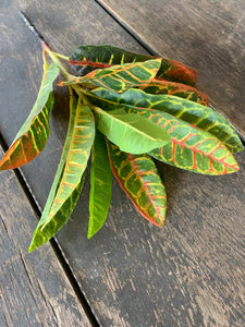 13" Croton Spray