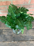 16" Philo Bush x9 with 54 Leaves