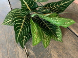 16" Zebra Plant with 18 Leaves