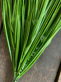 21" Monkey Grass x8 with White Tips