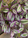 14" Wandering Jew Bush x18