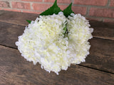 19" High Quality Hydrangea Bush x5 - White