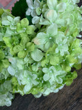 19" High Quality Hydrangea Bush x5 - Light Green