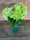 19" High Quality Hydrangea Bush x5 - Light Green