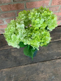 19" High Quality Hydrangea Bush x5 - Light Green