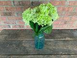 19" High Quality Hydrangea Bush x5 - Light Green