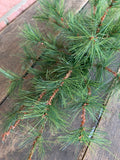 24" Austrian Weeping Pine Swag x24