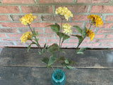 12 Stems - 24" Silken Sweet William - Yellow Gold