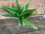 20" Boston Fern