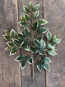 23" Variegated Ficus Leaves Spray -dozen