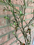 52" Plastic Newgrowth Myrtle Branch