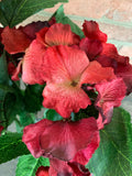 19" Red Velvet Hydrangea Bush x7 - Burgundy