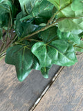 13" English Ivy x2