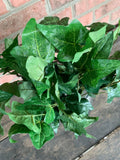 13" English Ivy x2