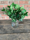 13" English Ivy x2