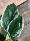 23" Caladium Hosta Mix Bush